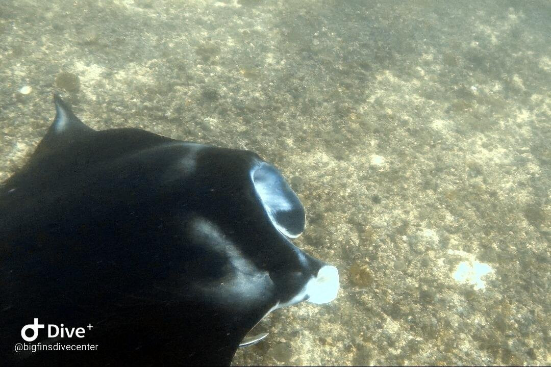 Big Fins Dive Center-San Jacinto必去景点