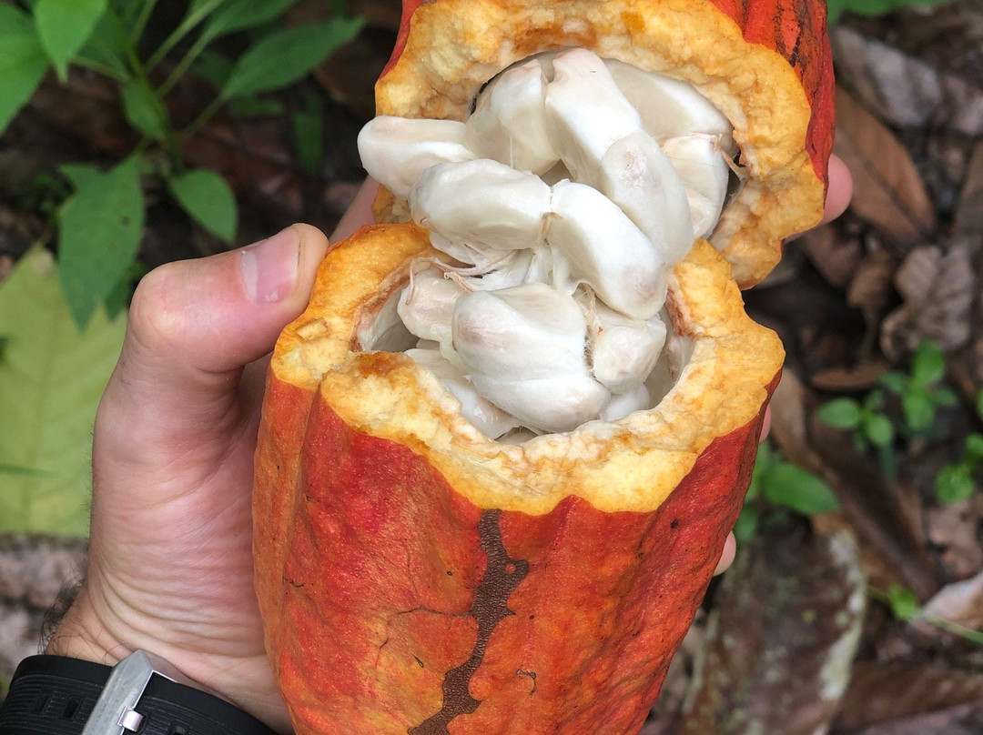 Jireh Tour Express-Aracataca必去景点