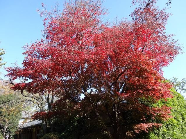 Koen-ji Temple-杉并区必去景点