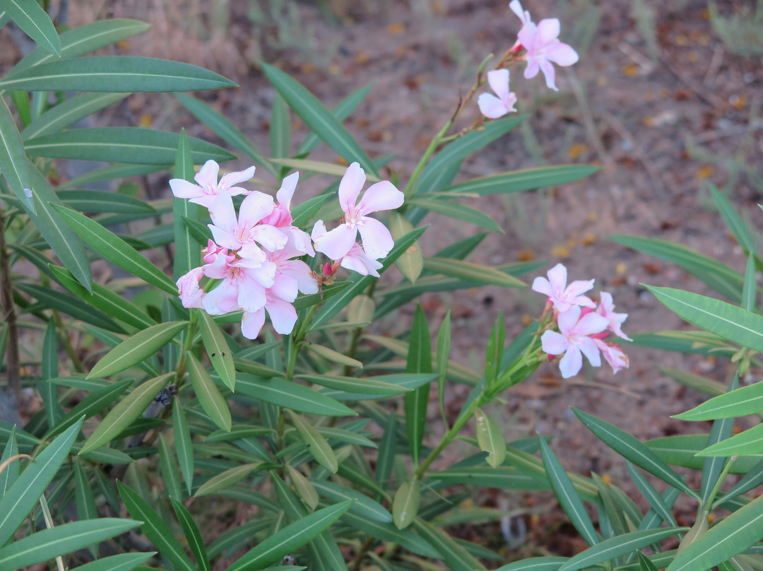 Royal Safari Camp主图