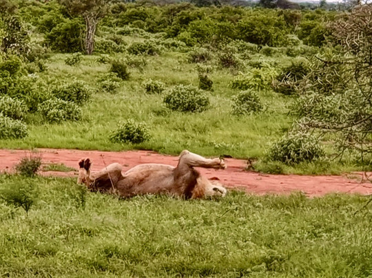Paul Safaris-蒙巴萨必去景点