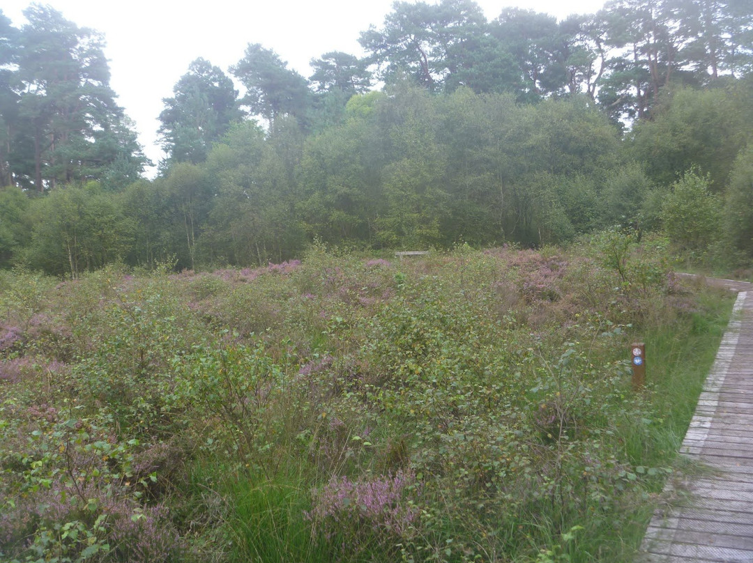 New Abbey旅游景点-Kirkconnell Flow Nature Reserve