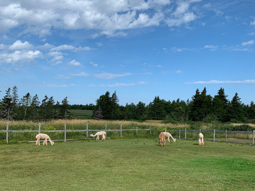 Green Gable Alpacas-null必去景点