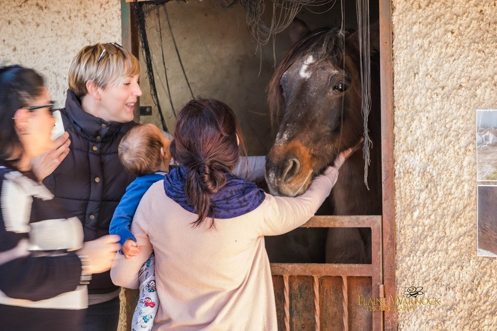 Easy Horse Care Rescue Centre景点图片