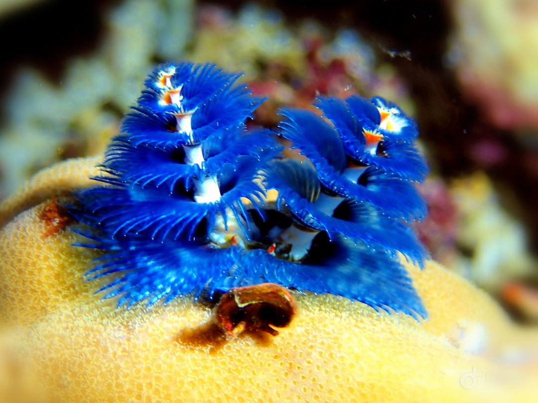 Johnnys Dive'n'fun-曼巴豪必去景点