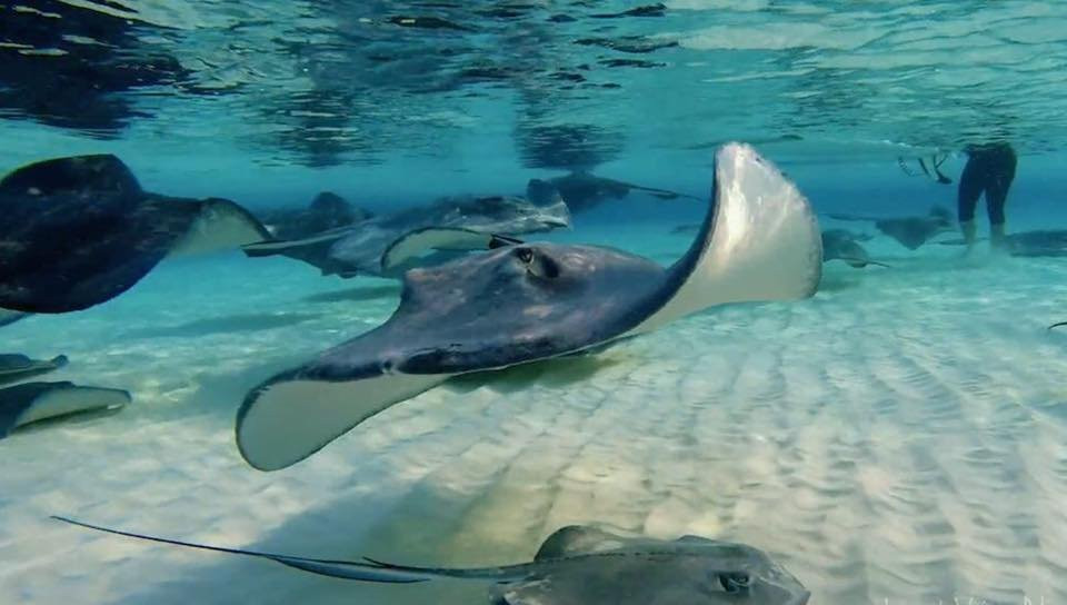 Island Splash Watersports-七哩滩必去景点