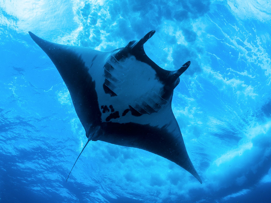 Socorro Island景点图片