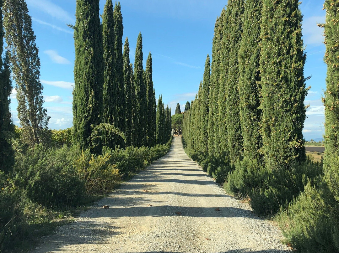 Villa Loggio Winery景点图片