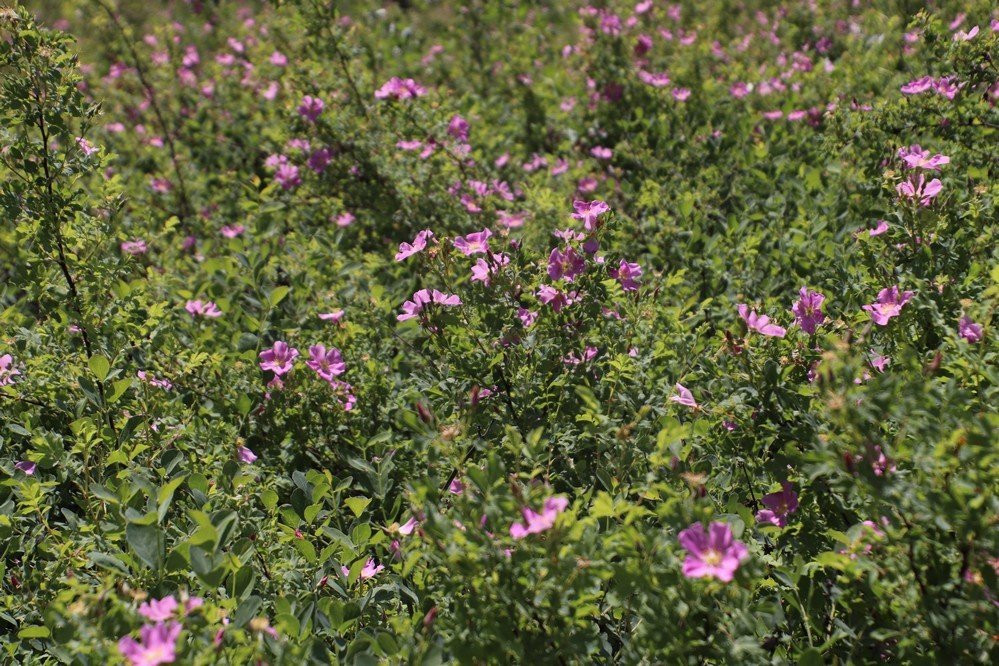 Riverfront Park-比灵斯必去景点