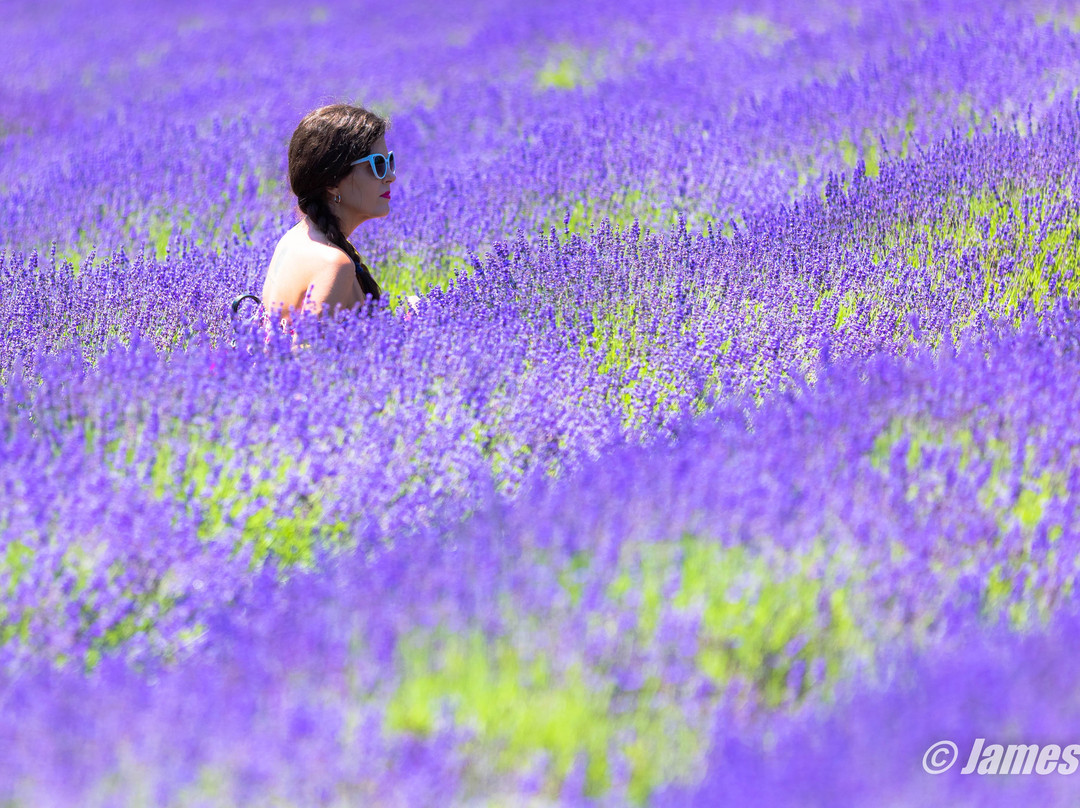 Lavender By The Bay景点图片