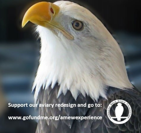 American Bald Eagle Foundation景点图片