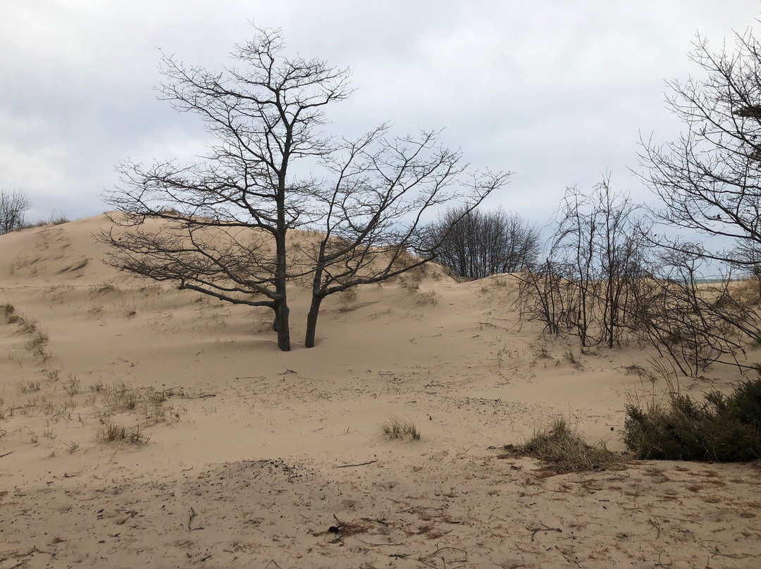 Nordhouse Dunes Wilderness - Manistee National Forest