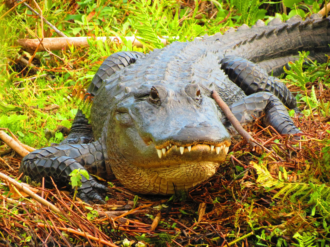 Airboat Rides Melbourne-墨尔本必去景点