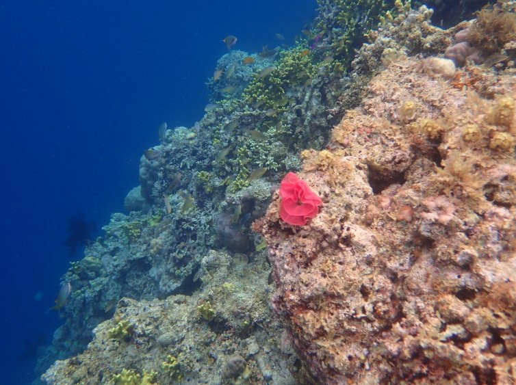 Rene's Diverslounge Resort主图