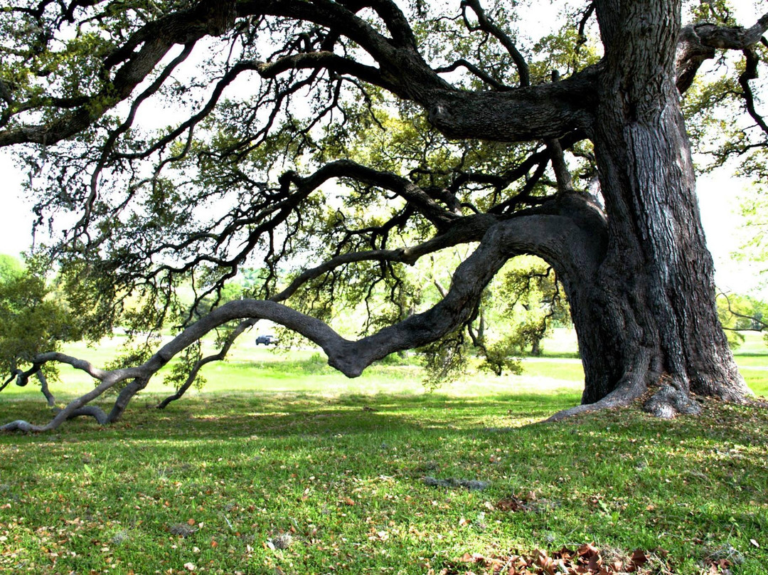 Somerville旅游景点-Old Baylor Park