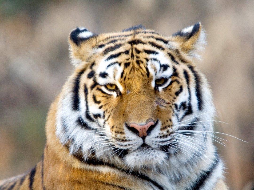 Great Plains Zoo & Delbridge Museum of Natural History景点图片