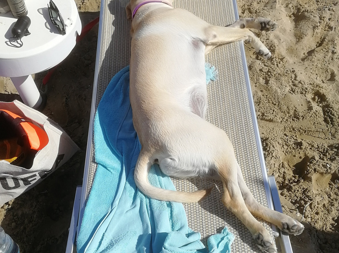 Islamorada - Dog Beach景点图片