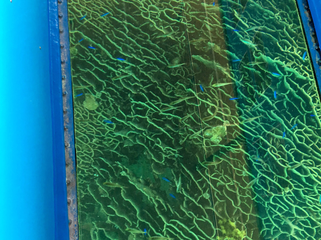 Tatsukushi Pleasure Boat-土佐清水市必去景点