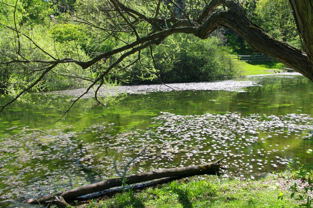 Jenkins Arboretum & Gardens景点图片