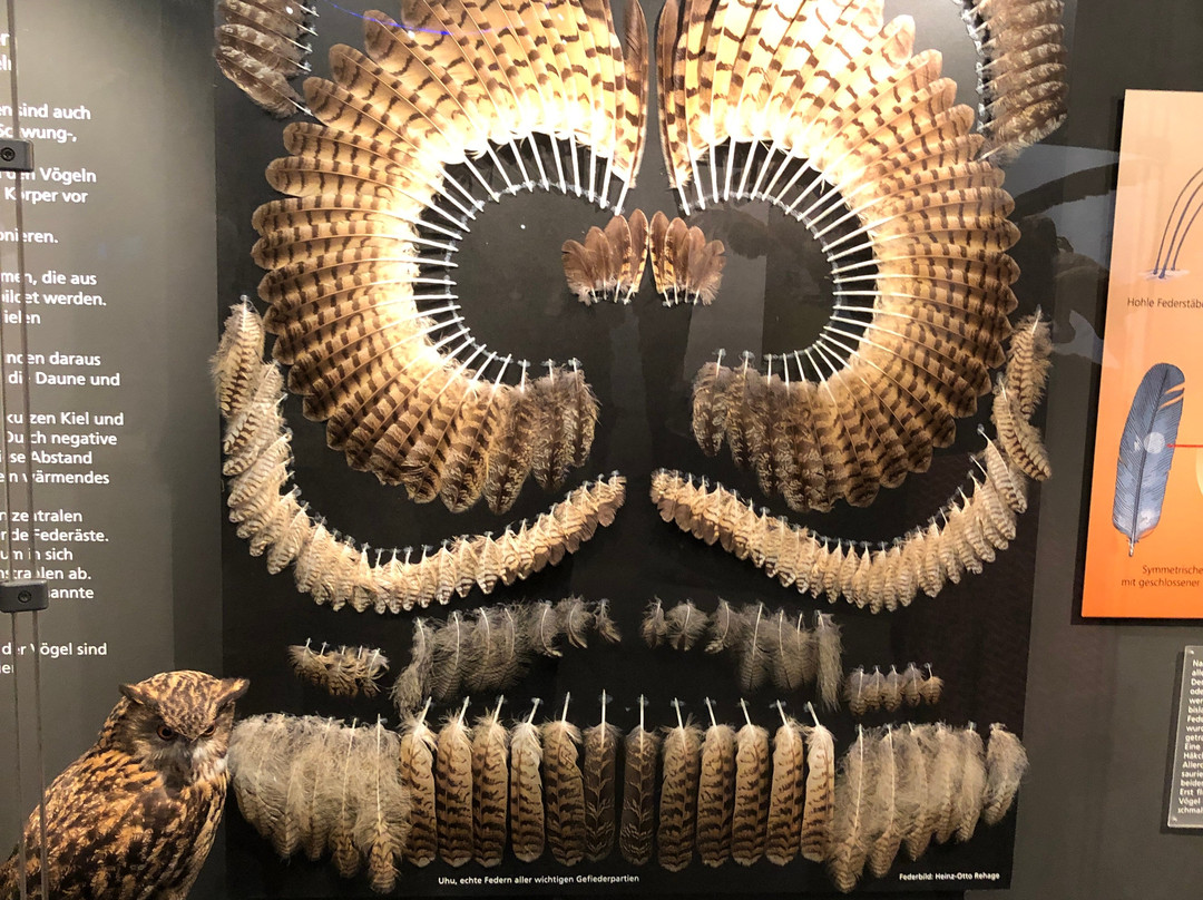Lwl-museum Of Natural History景点图片