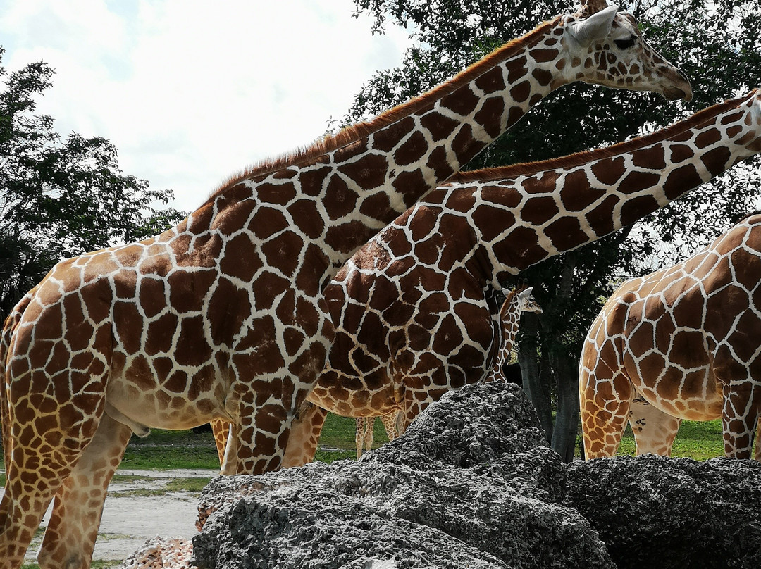 迈阿密动物园-迈阿密必去景点