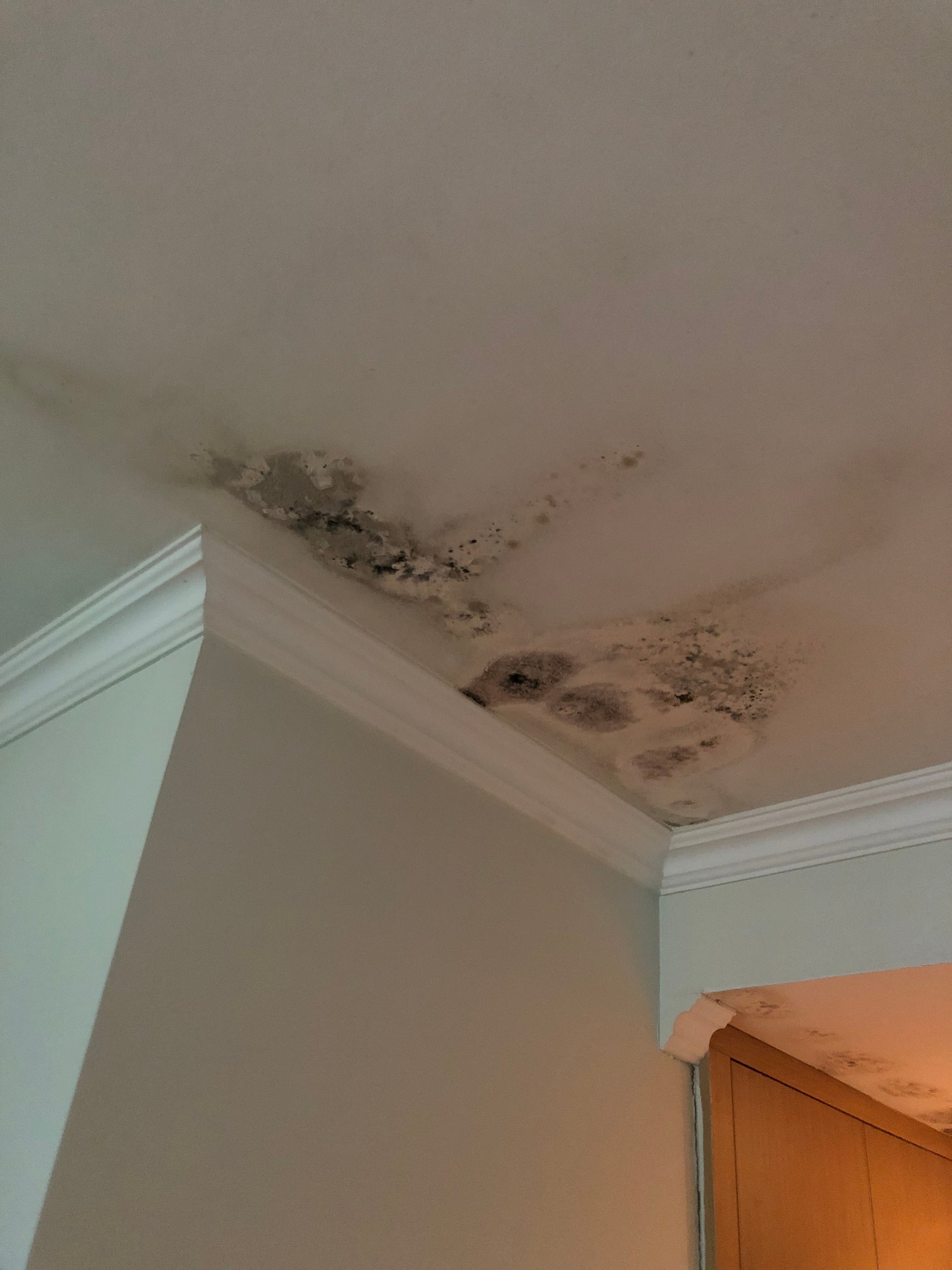 Luna Hotel Zombo-portrait