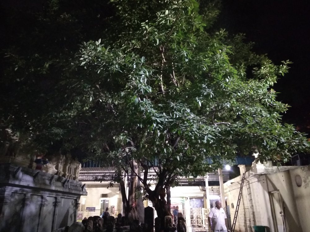 Sri Kapileswaraswami Temple景点图片