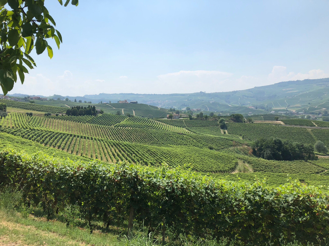 Tenuta Vitivinicola Cavallotto-Castiglione Falletto必去景点
