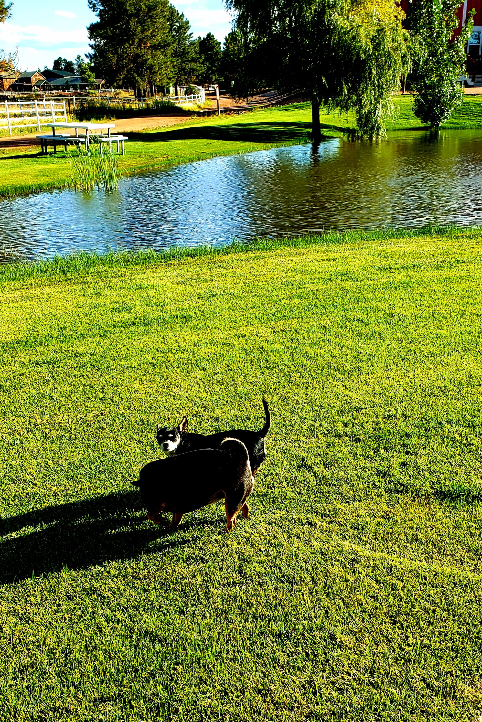 WorldMark Bison Ranch-泳池