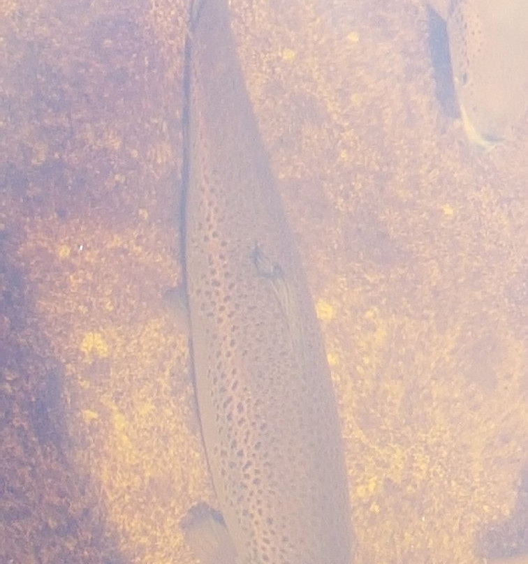 Margaree Fish Hatchery景点图片
