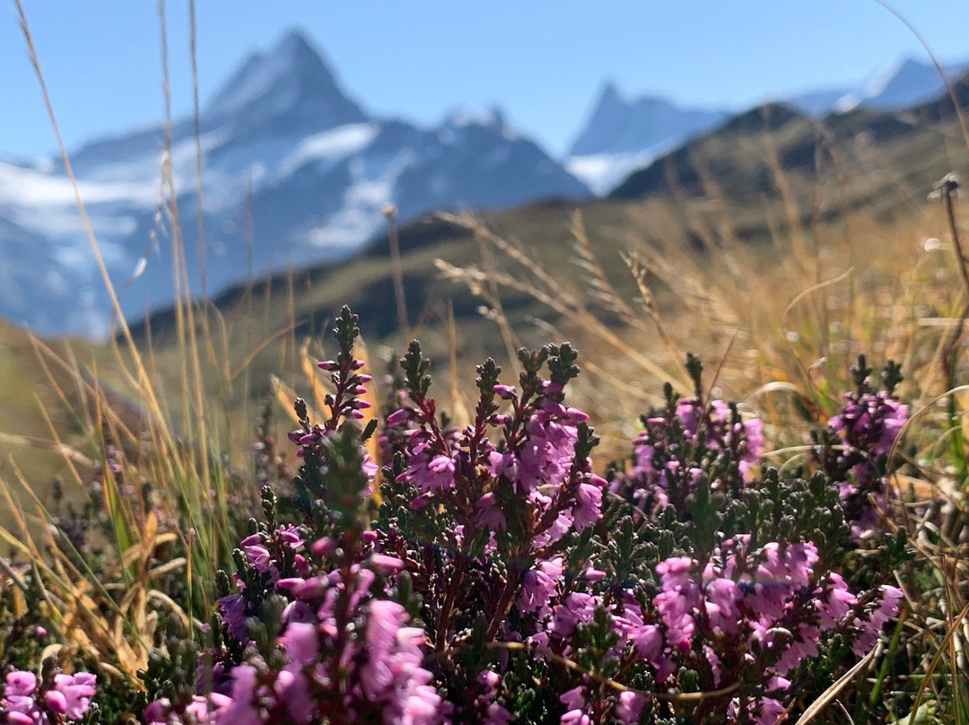 Grindelwald Walking Tours-格林德瓦必去景点