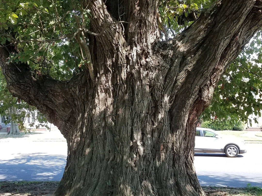 World's Largest Sassafras Tree景点图片