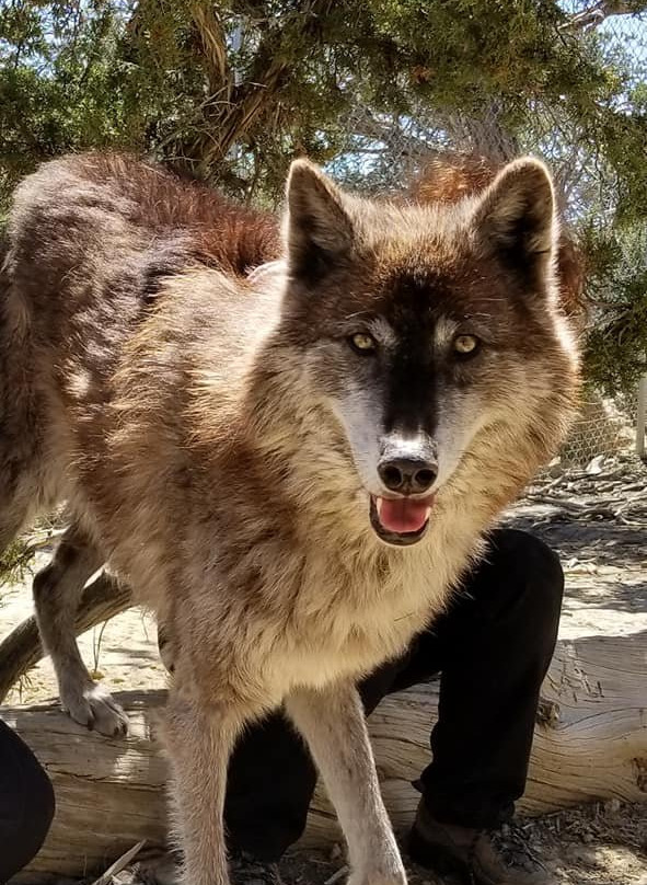 Wild Spirit Wolf Sanctuary-Ramah必去景点