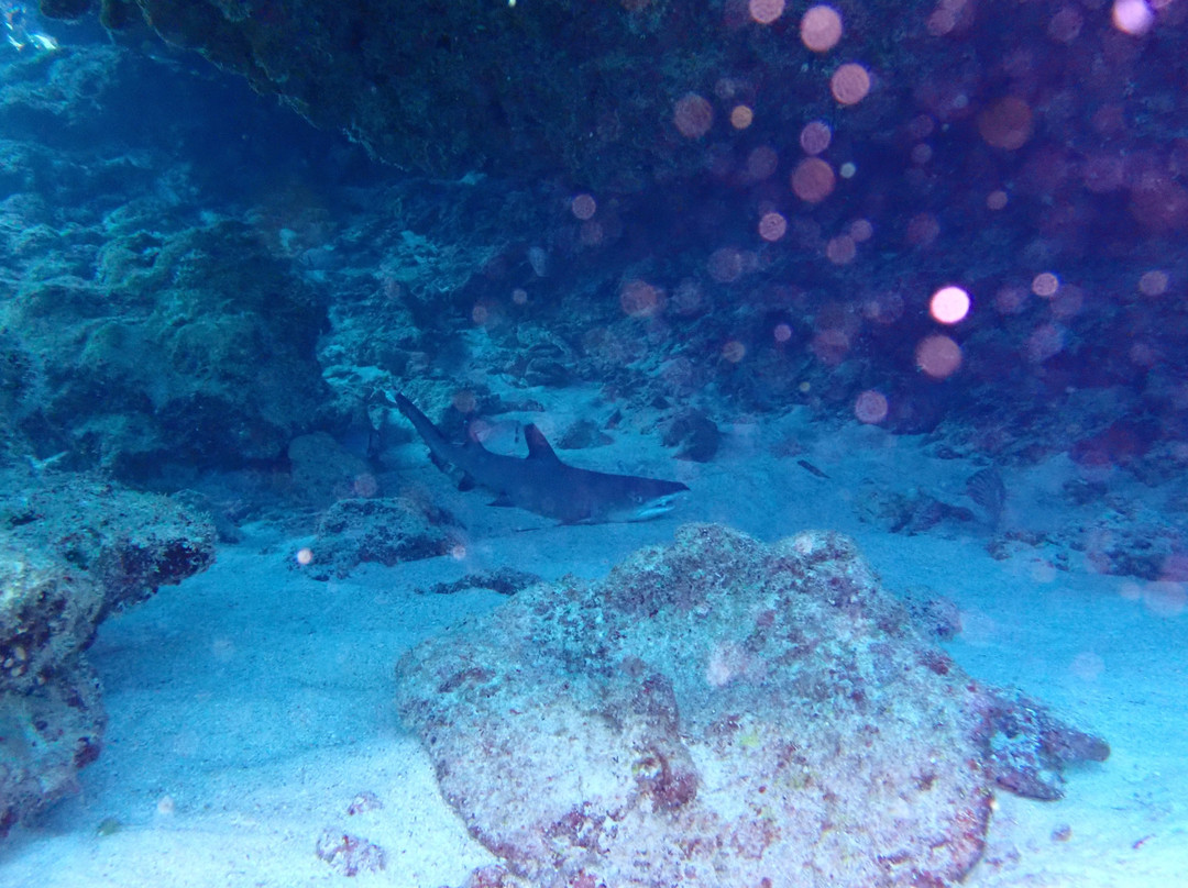 Dive 7 Seas Okinawa-名护市必去景点