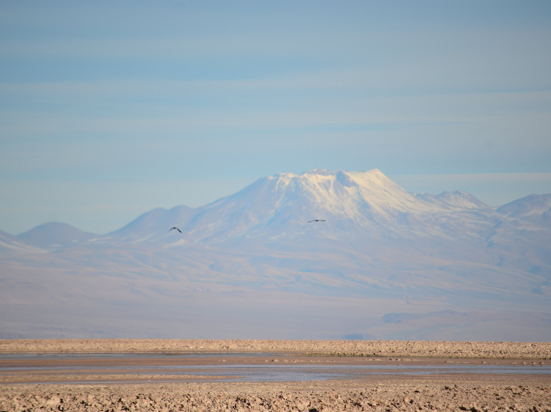 Laguna Chaxa景点图片