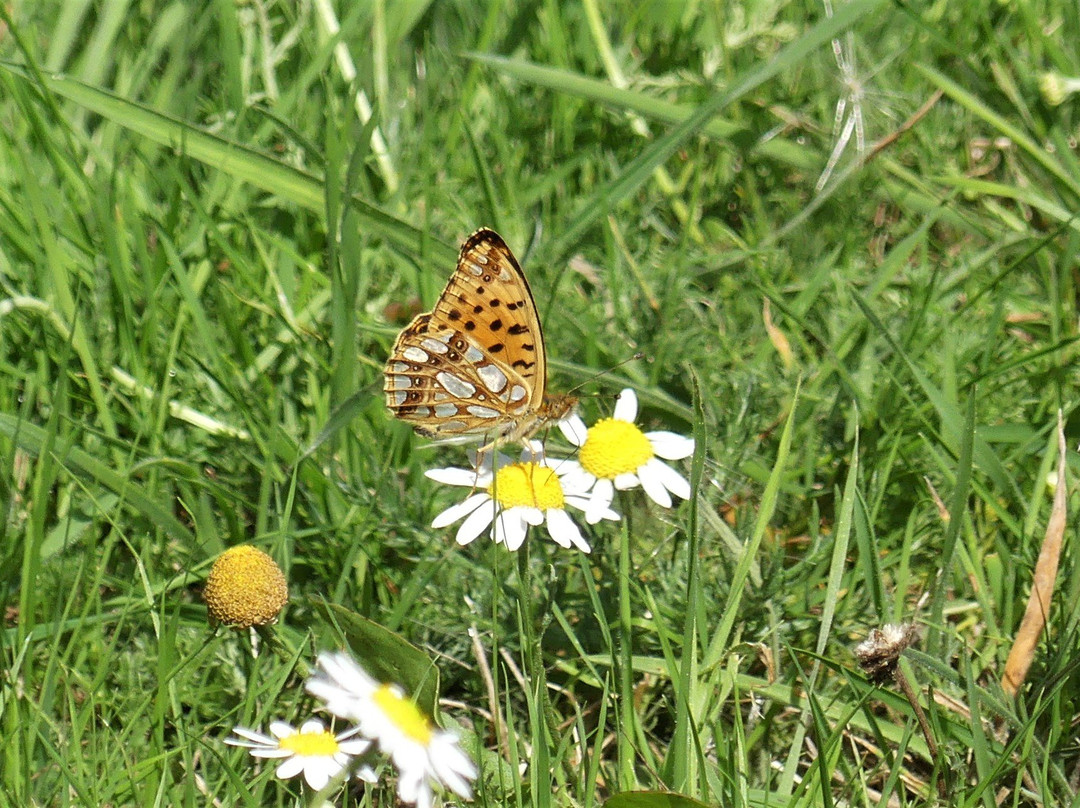 La Cité des Oiseaux-Les Landes-Genusson必去景点