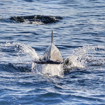 Pacific Marine Charters-欧申赛德必去景点