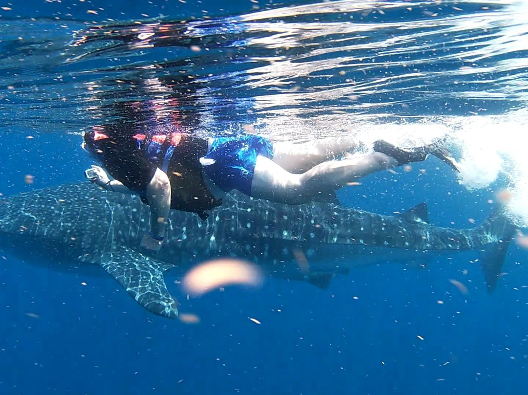 Swim With Whale Sharks-坎昆必去景点