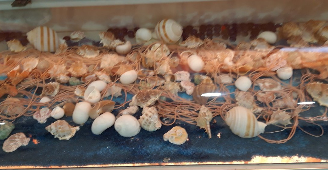 Camping Residence Oliveto主图