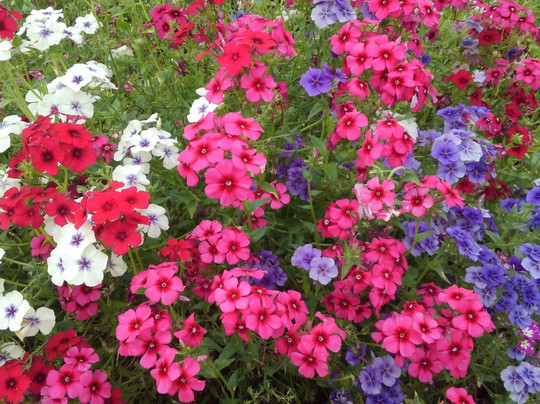 Fox Gardens & Gift Shop-福克斯必去景点