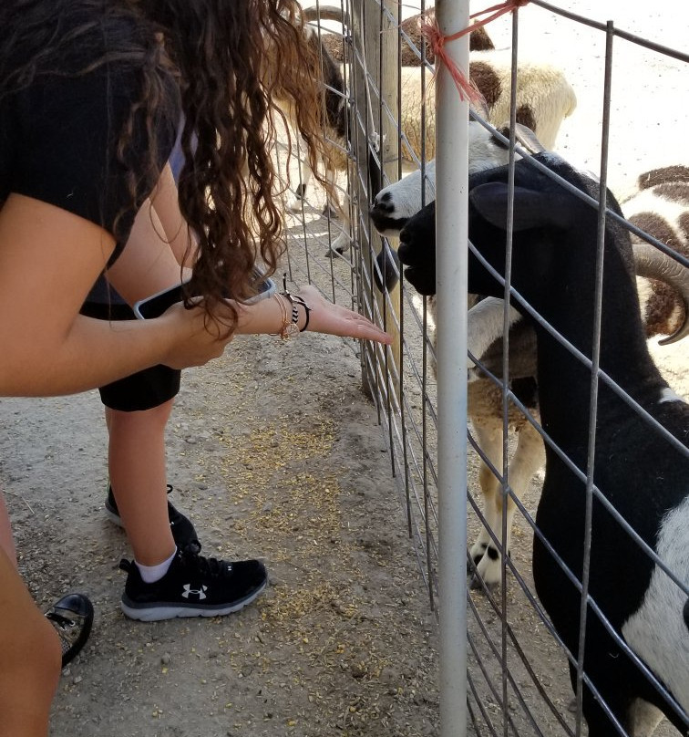 Big Joel's Safari-Wright City必去景点