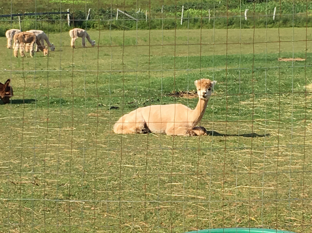 Green Gable Alpacas-null必去景点