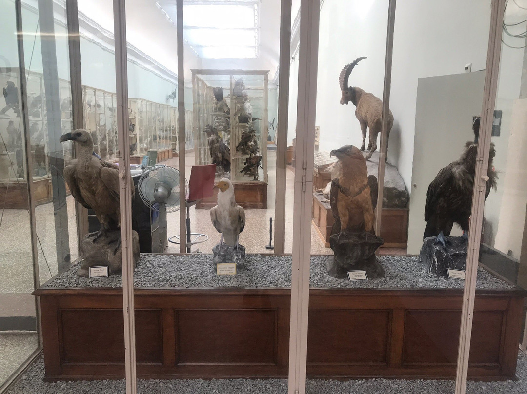 Musée de Zoologie Lausanne景点图片