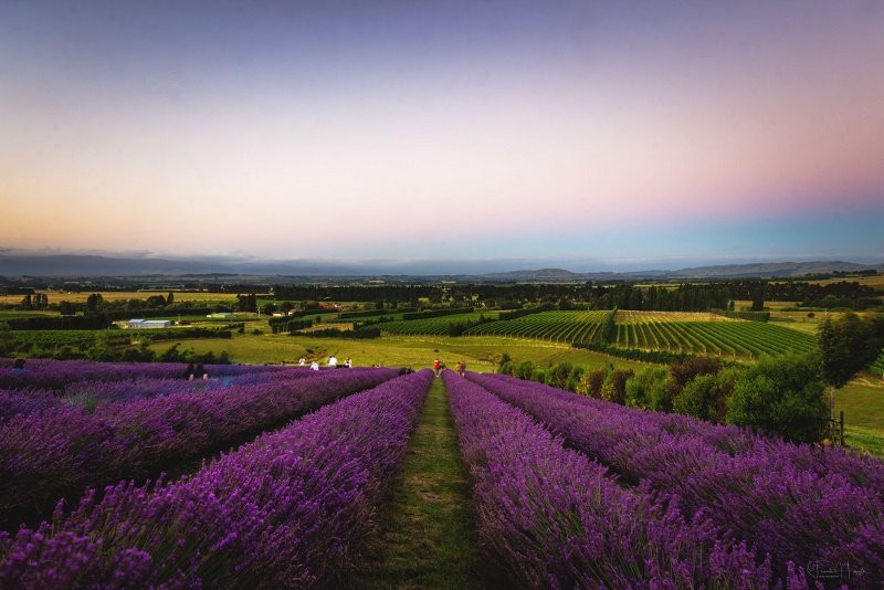 MARTINBOROUGH Lavender - Ranui Essentials景点图片