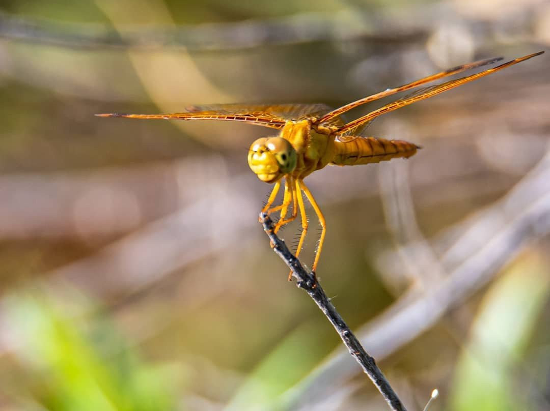 Tres Rios Wetlands-凤凰城必去景点
