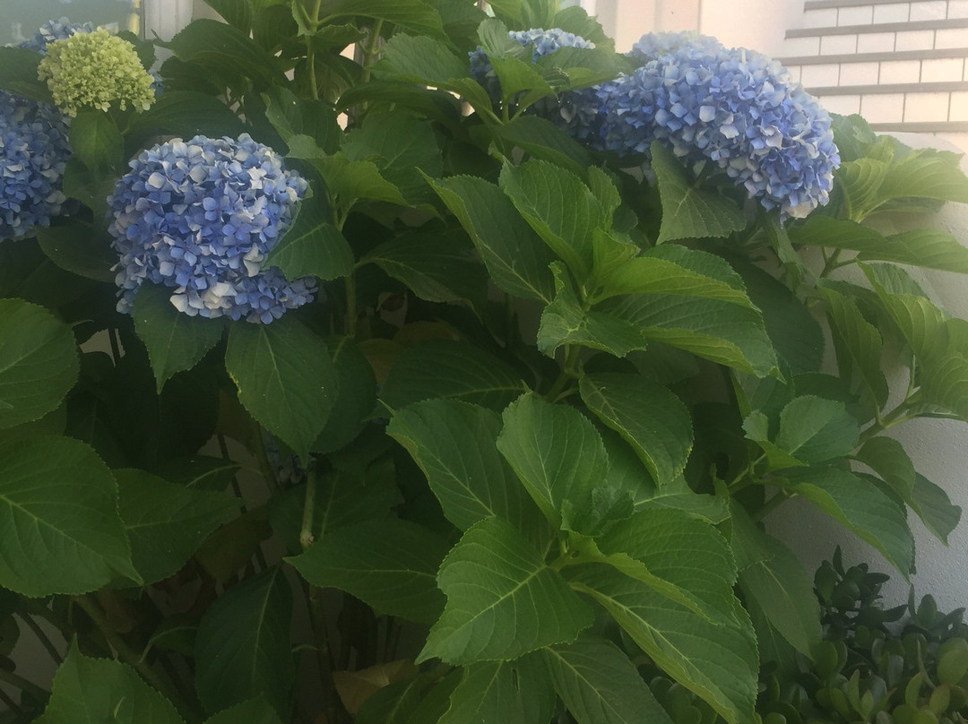 Hotel Residence Mendolita主图