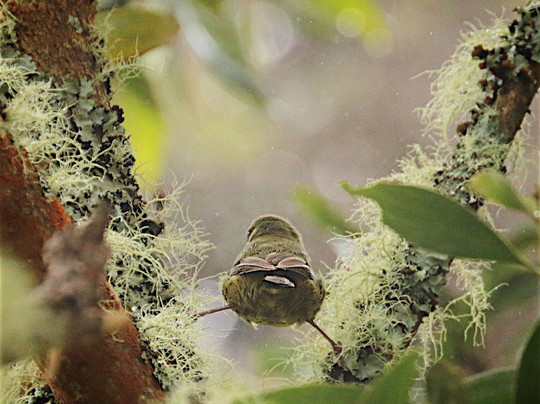 Kona Adventure Tours-凯鲁瓦-柯纳必去景点