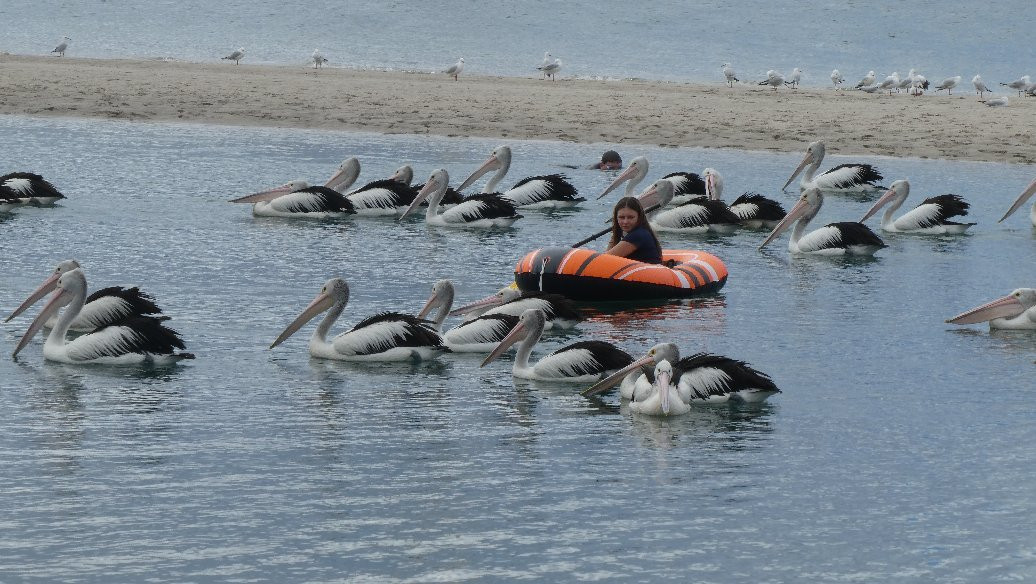 Pelican Feeding景点图片