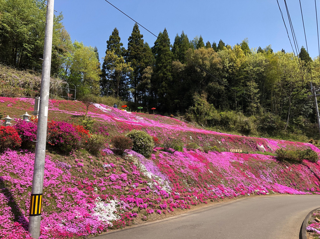 Shibazakura Garden of Adachi Family-丰后大野市必去景点