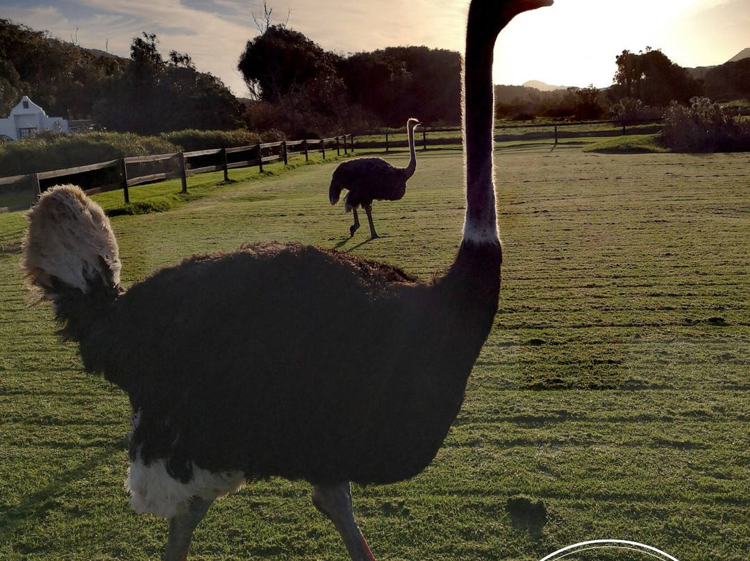 Cape Town Ostrich Ranch-开普敦中心区必去景点